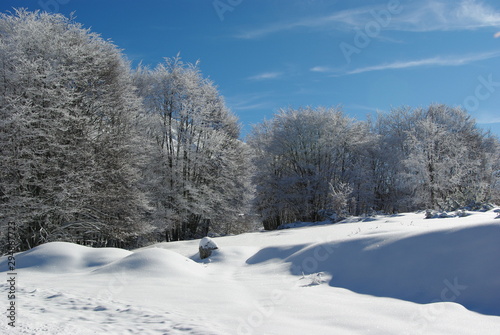  Forest in winter with beech trees, blue sky and white snow. © Enrico Spetrino
