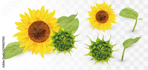 3D Realistic Sunflower with Green bud. Summer flower with green leaf. Sunflower and green bud on transparent background. Nature, ecology. Vector illustration