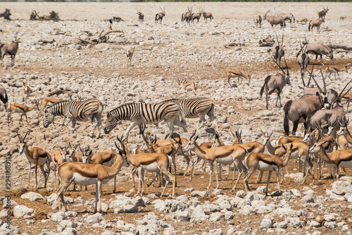 Large group of animals in Etosha national park, Africa.