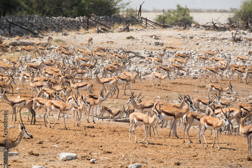 Large group of impalas in the wild Africa.