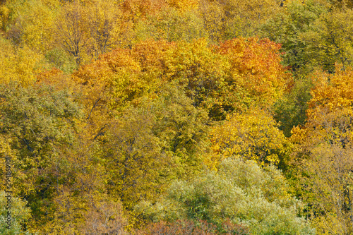 Photography of the bright golden, orange and green lush foliage in sunny autumn day. Natural floral texture, backgrounds. The beauty of nature. View from above / top view.