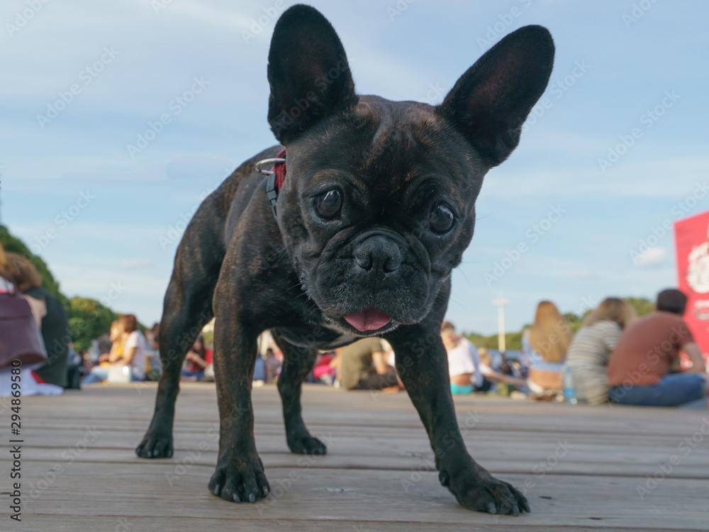 Portrait of young small French Bulldog with big black sad eyes on the city street in summer day. Frontal view.