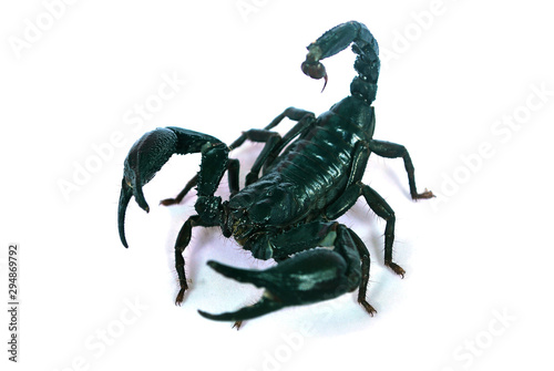 A large black scorpion on a white background.