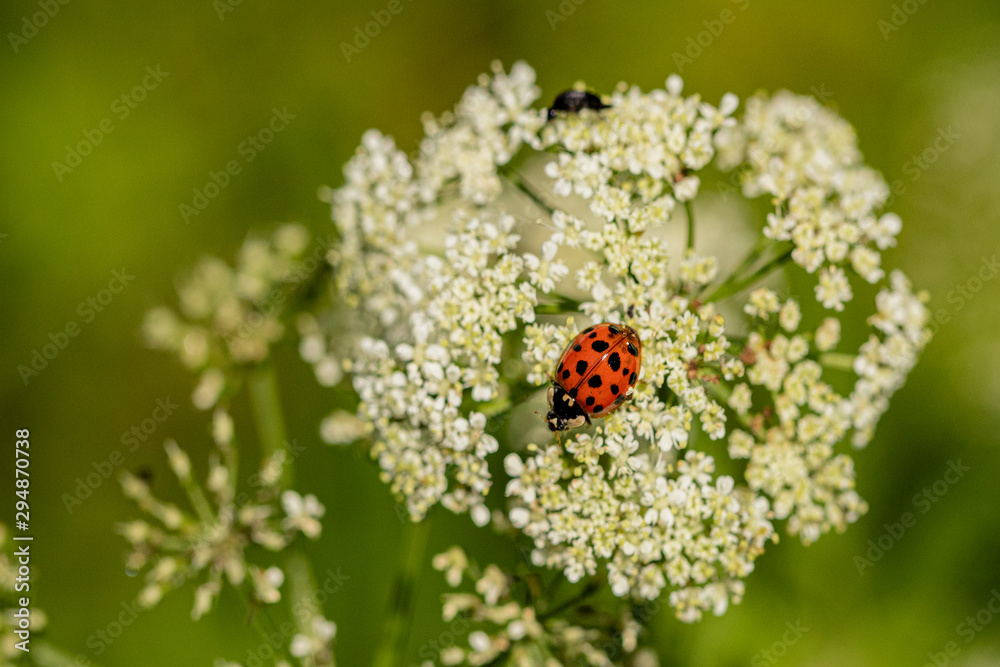 Nature Nature
