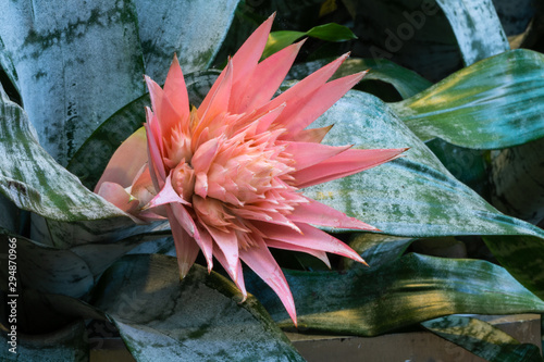 Bromelie Aechmea