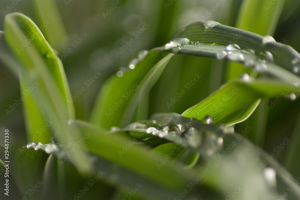 Obraz premium Dew drops on leaves