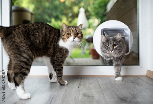 cat entering room by passing through cat flap next to another cat standing in front of window looking at camera photo