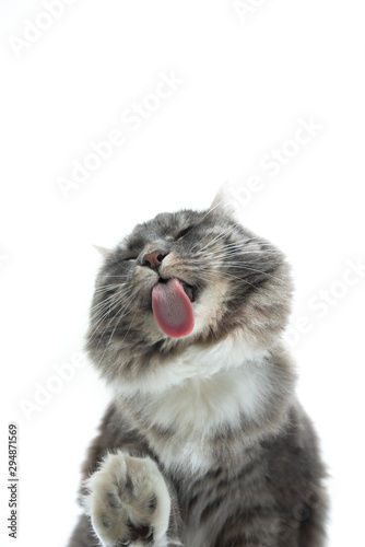 low angle bottom up view of a cute blue tabby maine coon cat licking creamy treat off glass pane in front of white background