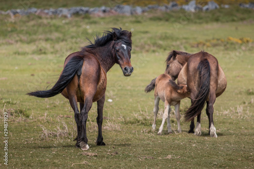 Mares and foal. Wild horses. Galicia, Spain. © D.G.Eirin