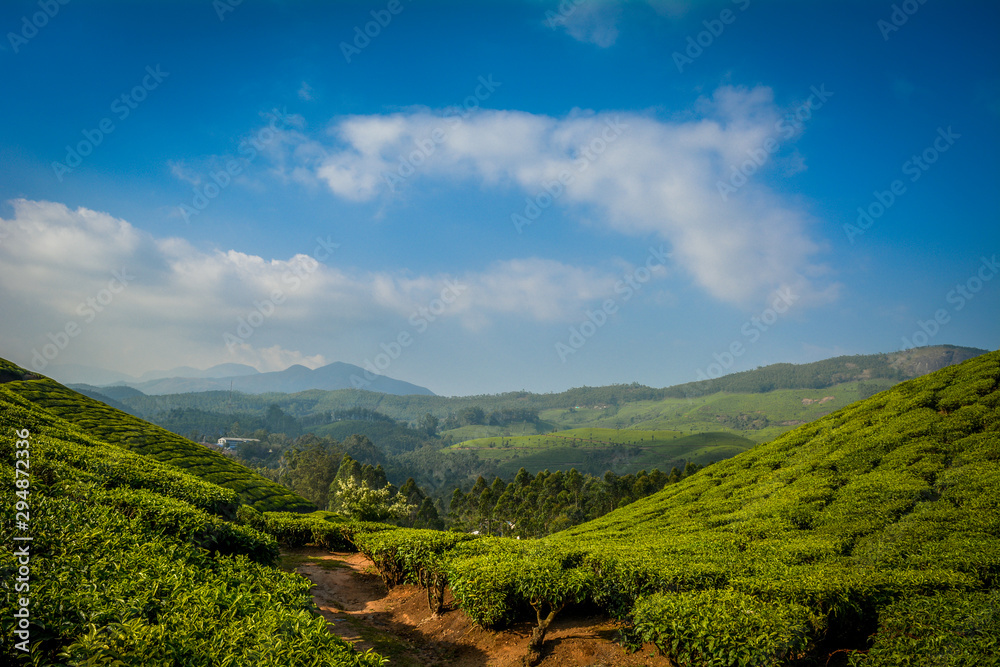 Tea gardens of Kerala