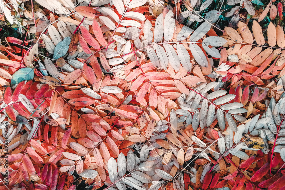 Bright, multicolored autumn foliage. Colorful leaves lie on the ground like a carpet. Great photo for the background.