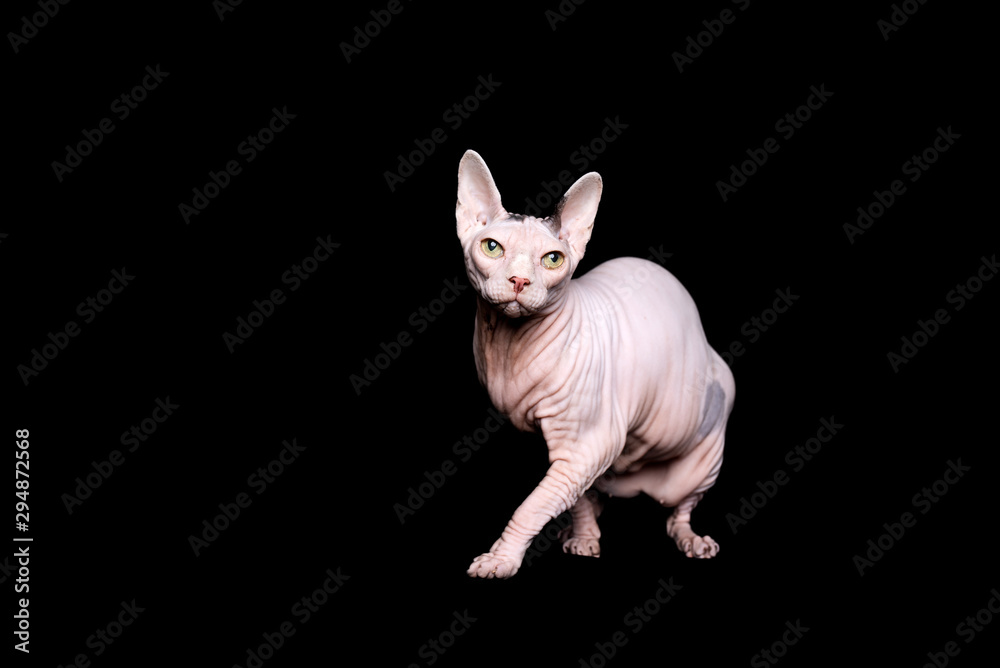 full length studio portrait of hairless sphynx cat standing looking at camera in front of black background