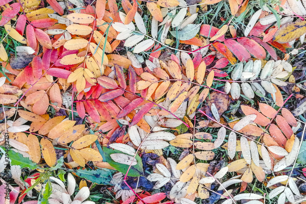 Bright, multicolored autumn foliage. Colorful leaves lie on the ground like a carpet. Great photo for the background.