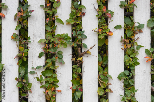 white wooden fence with beautiful shrub branches