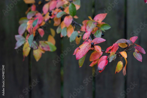 beautiful tree branch with colorful autumn leaves