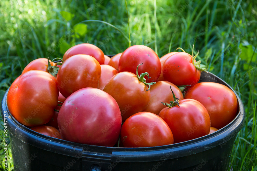 Ripe red tomatoes in a bucket. Growing vegetables