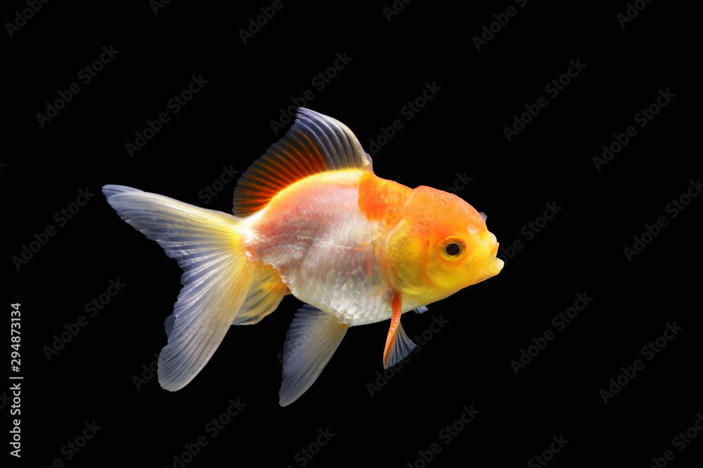 Goldfish isolated on black background. Goldenfish isolated on black background. Thailand. Goldfish isolated on black background. Goldenfish isolated on black background. Thailand.