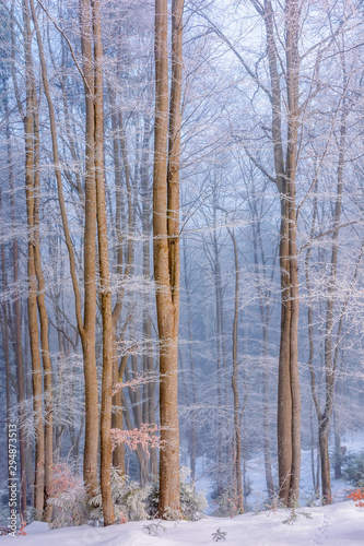 forest in hoarfrost. beautiful winter background in the morning. magical misty weather