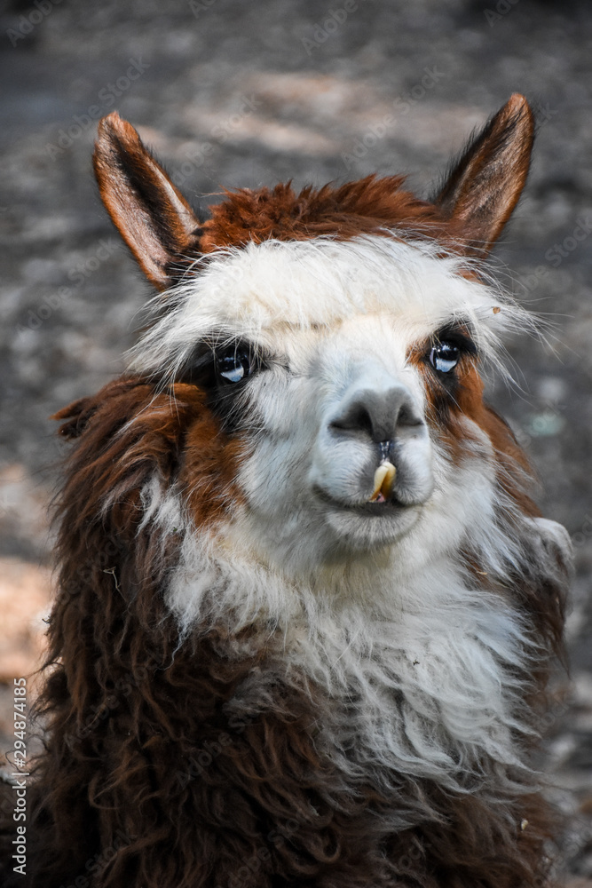 Closeup alpaca lama portrait outdoor