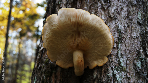 Large Mushroom growing on still standing living tree.