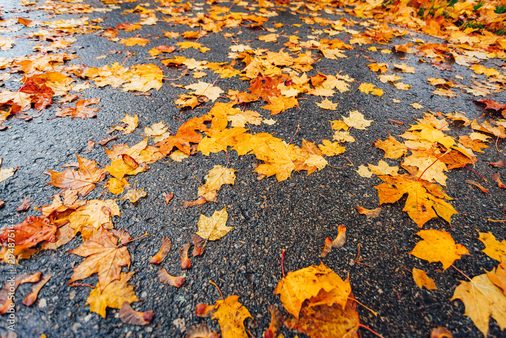 Colorful maple leafs on dark asphalt, autumn background Colorful maple leafs on dark asphalt, autumn background