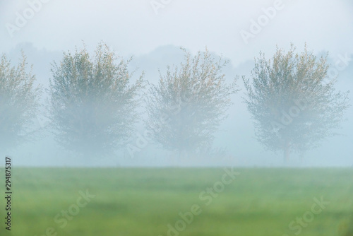 Willows in misty countryside.