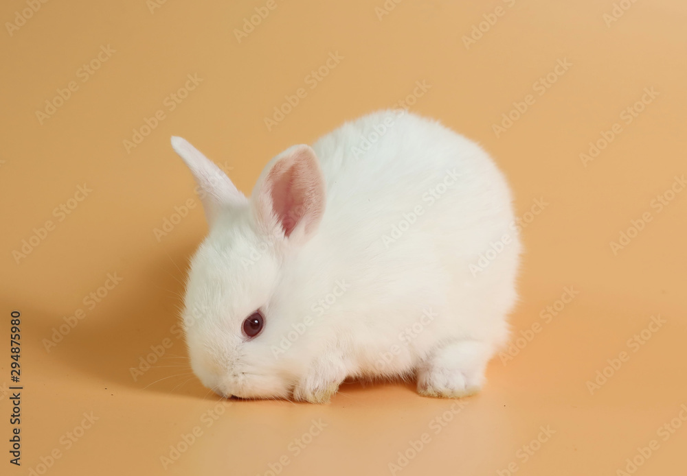 baby and cute white bunny rabbit on orange background