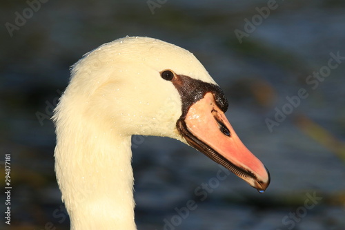 Fototapeta Naklejka Na Ścianę i Meble -  Swan's closeup in beautiful sunlight