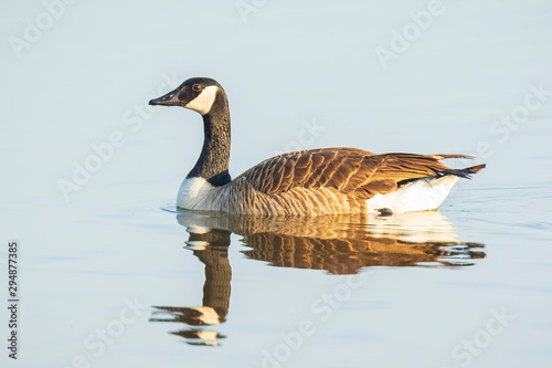 Canadian goose Branta canadensis on water