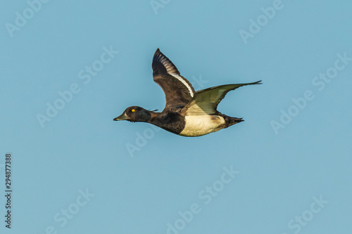 Tufted duck, Aythya fuligula in flight