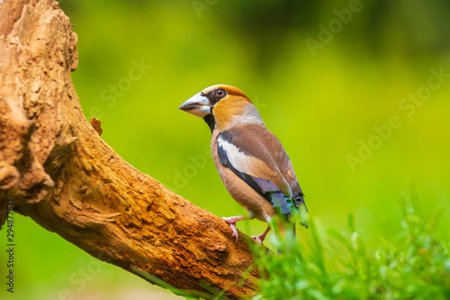 Closeup of a beautiful male hawfinch, Coccothraustes coccothraustes, songbird foraging on the ground