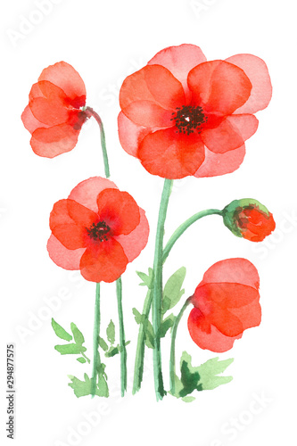 Red poppy flower art, watercolor painting hand drawn on isolated white background.