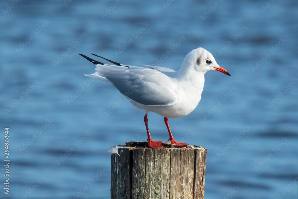 Black-headed gull, Chroicocephalus ridibundus perched on a pole Black-headed gull, Chroicocephalus ridibundus perched on a pole