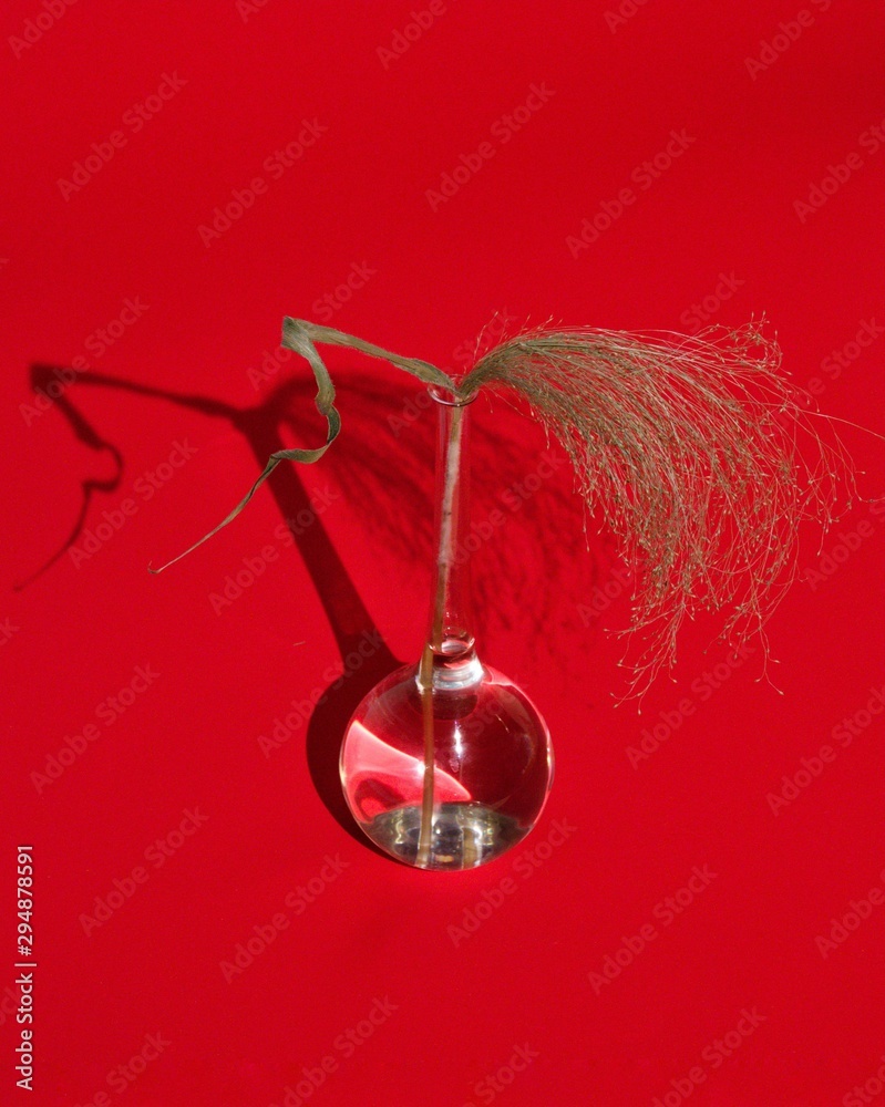 Dried Pland in a Glass Vase 