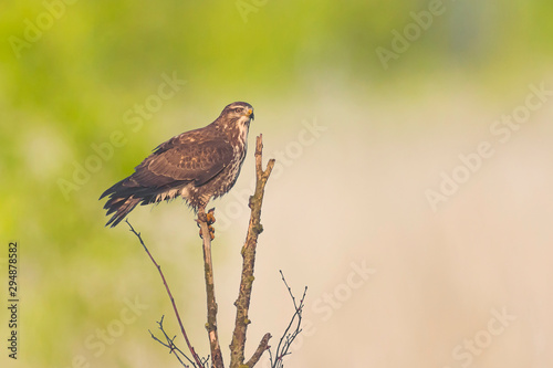 Common buzzard, Buteo buteo bird of prey , in flight, touching down and hunting