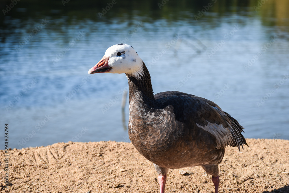 Closeup curious cute wild goose standing on the river bank on a beautiful sunny day Closeup curious cute wild goose standing on the river bank on a beautiful sunny day