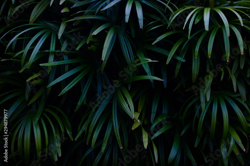 Green leaves background.Green leaves color tone dark in the morning.Tropical Plant in Thailand environment good air.photo concept nature and plant.