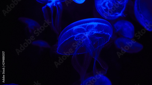 beautiful fabulous jellyfish in an aquarium with colorful lights on black background