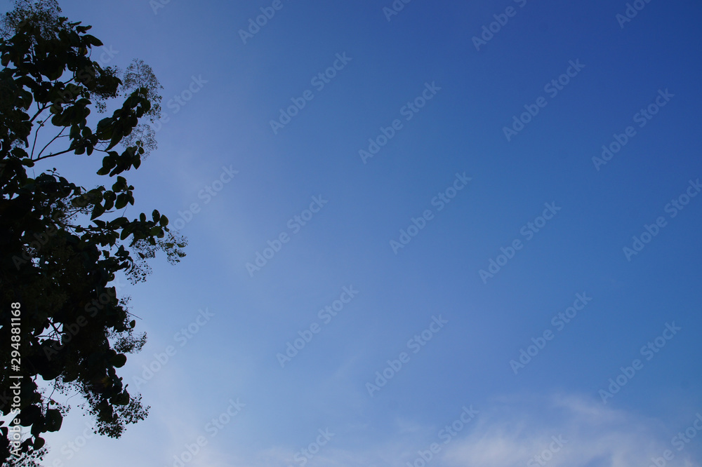 the leaves near dusk blue sky and white clouds the leaves near dusk blue sky and white clouds