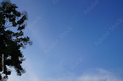 the leaves near dusk blue sky and white clouds