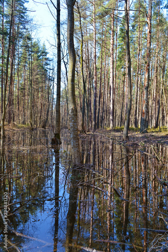Flooded forest Flooded forest