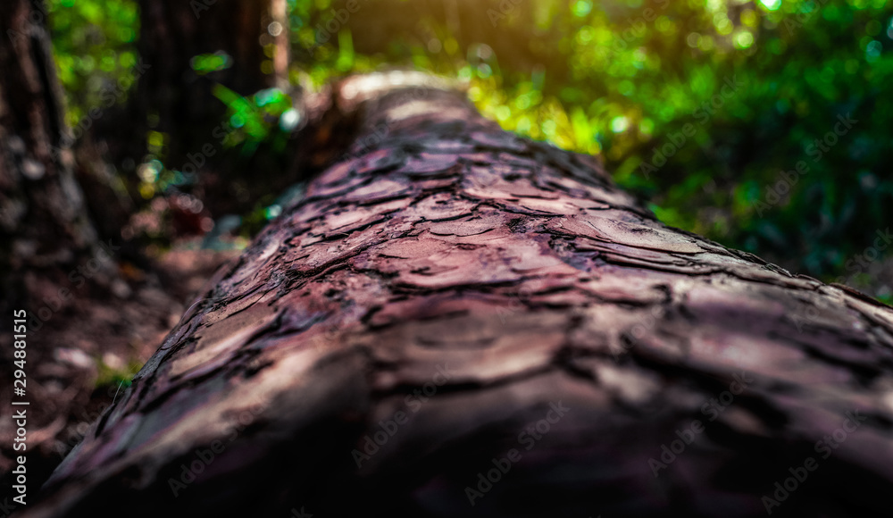 tree in the forest tree in the forest