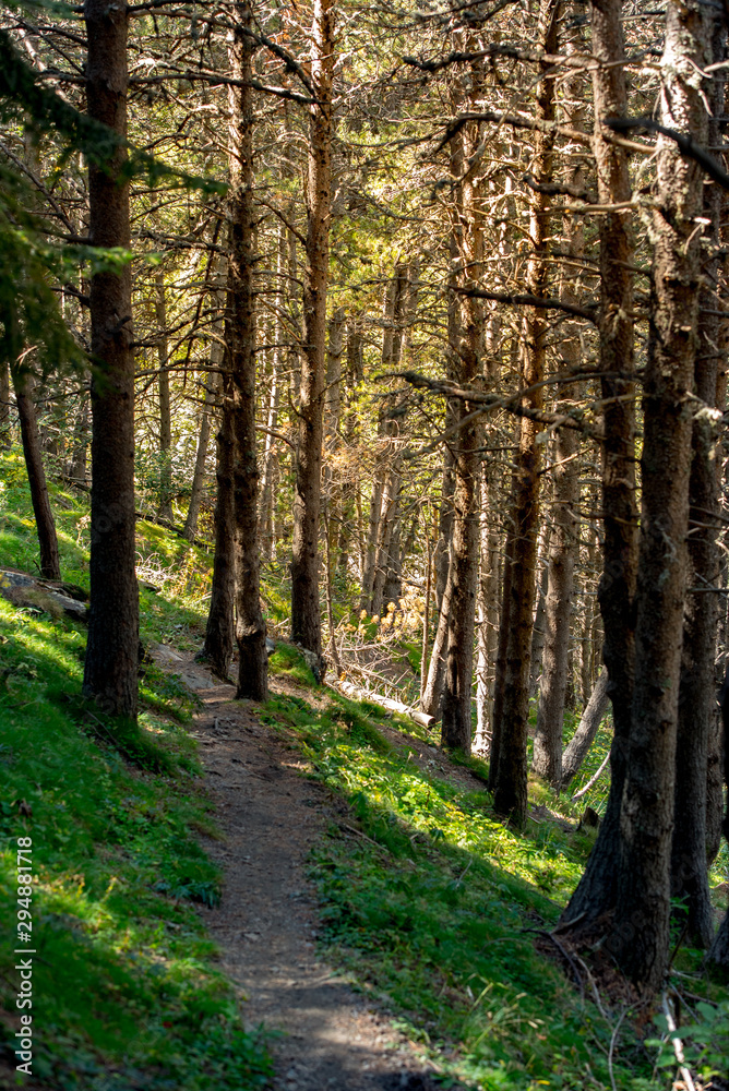 Forest trail zone in Andorra in late summer in the Pyrenees. Forest trail zone in Andorra in late summer in the Pyrenees.