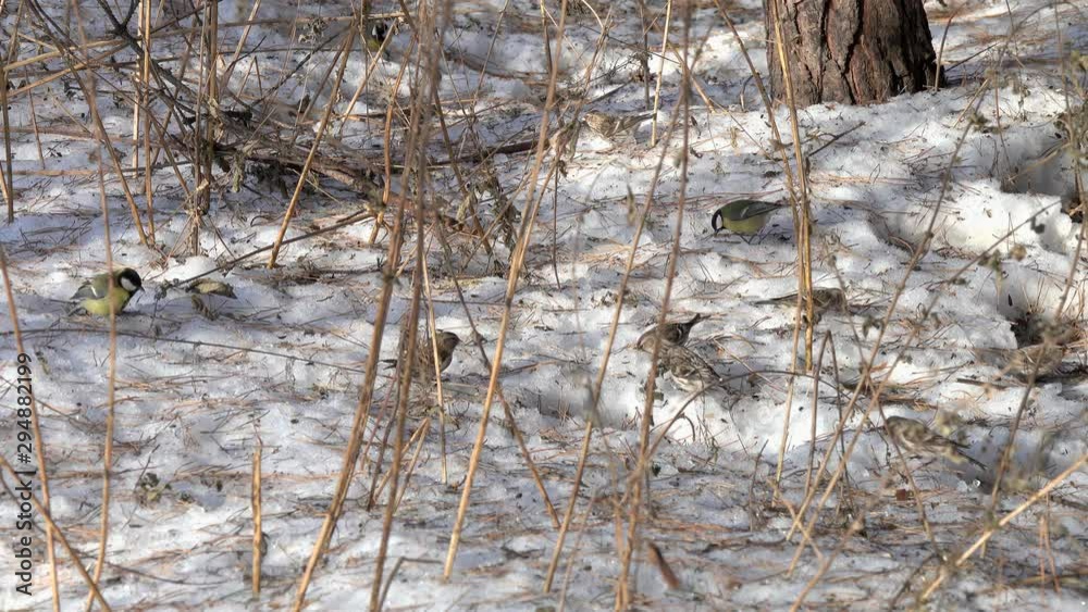 A flock of birds Common Redpoll (Acanthis flammea) and Bird Great Tit (Parus major) are looking for food on the snow among dry grassy stalks A flock of birds Common Redpoll (Acanthis flammea) and Bird Great Tit (Parus major) are looking for food on the snow among dry grassy stalks