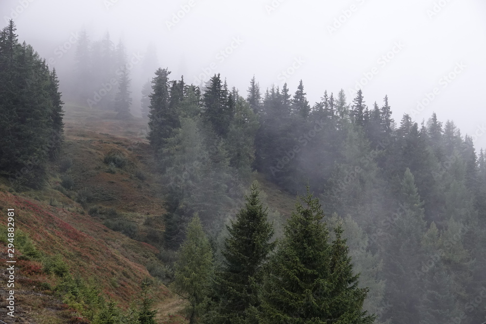 Obraz premium mystical forest on a foggy evening in autumn on the mountains