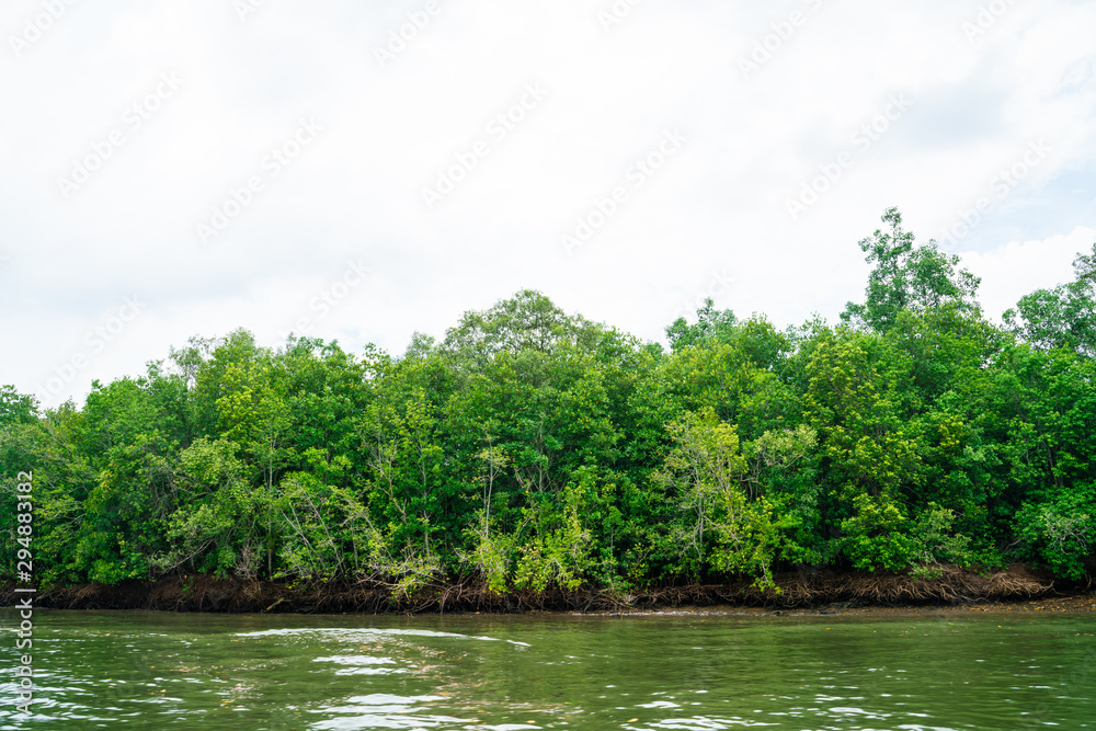 Mangrove tree in tropical rain forest sunny day blue sky Mangrove tree in tropical rain forest sunny day blue sky