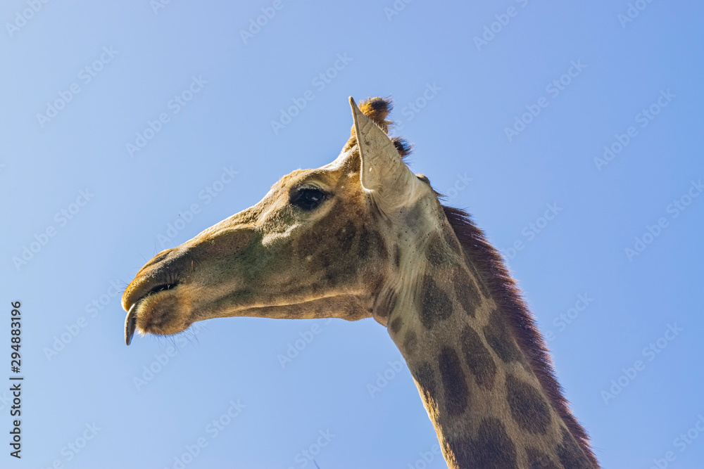 Giraffe at the zoo. Portrait against the sky. Giraffe at the zoo. Portrait against the sky.