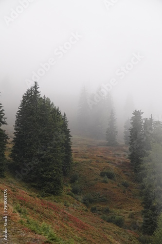 mystical forest on a foggy evening in autumn on the mountains