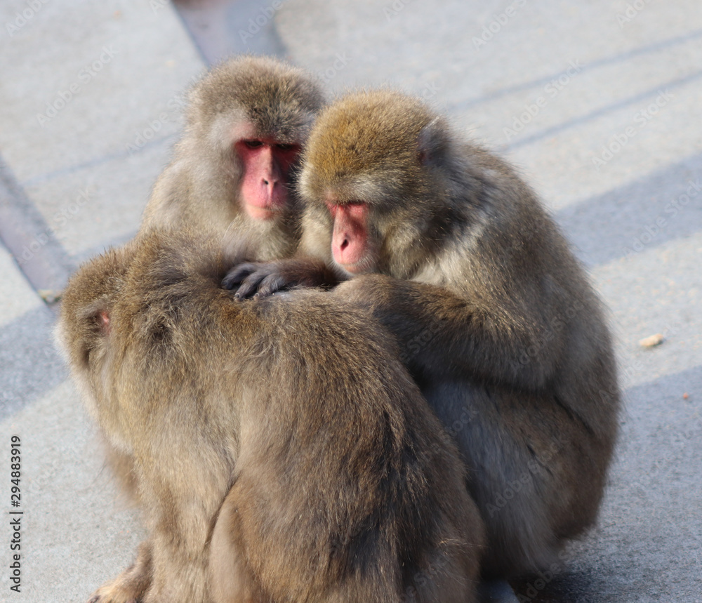 Three Japanese macaques that are fleaing each other Three Japanese macaques that are fleaing each other