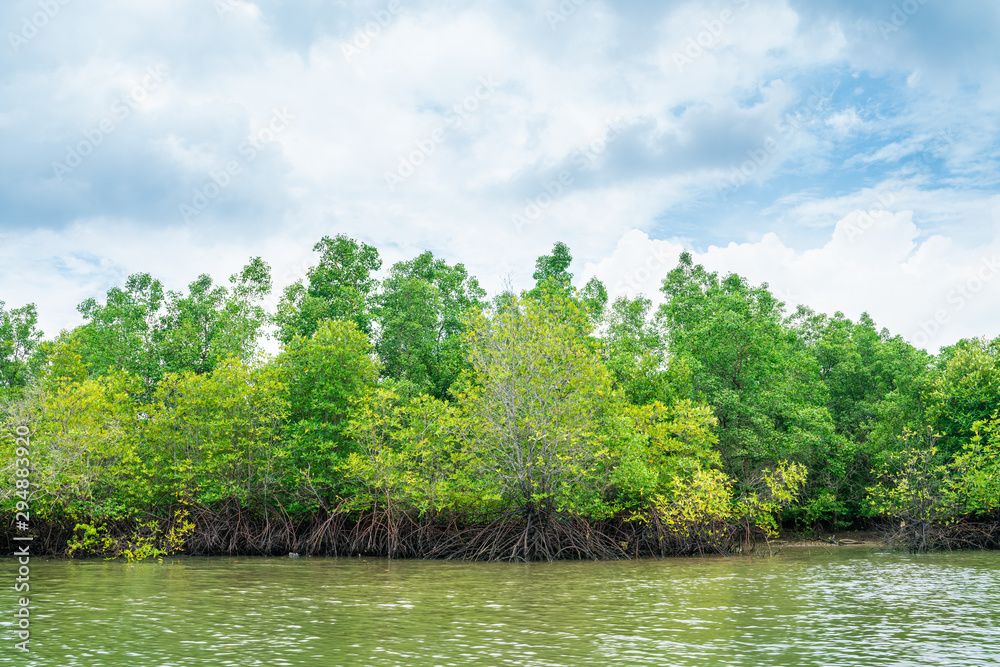 Mangrove tree in tropical rain forest sunny day blue sky Mangrove tree in tropical rain forest sunny day blue sky